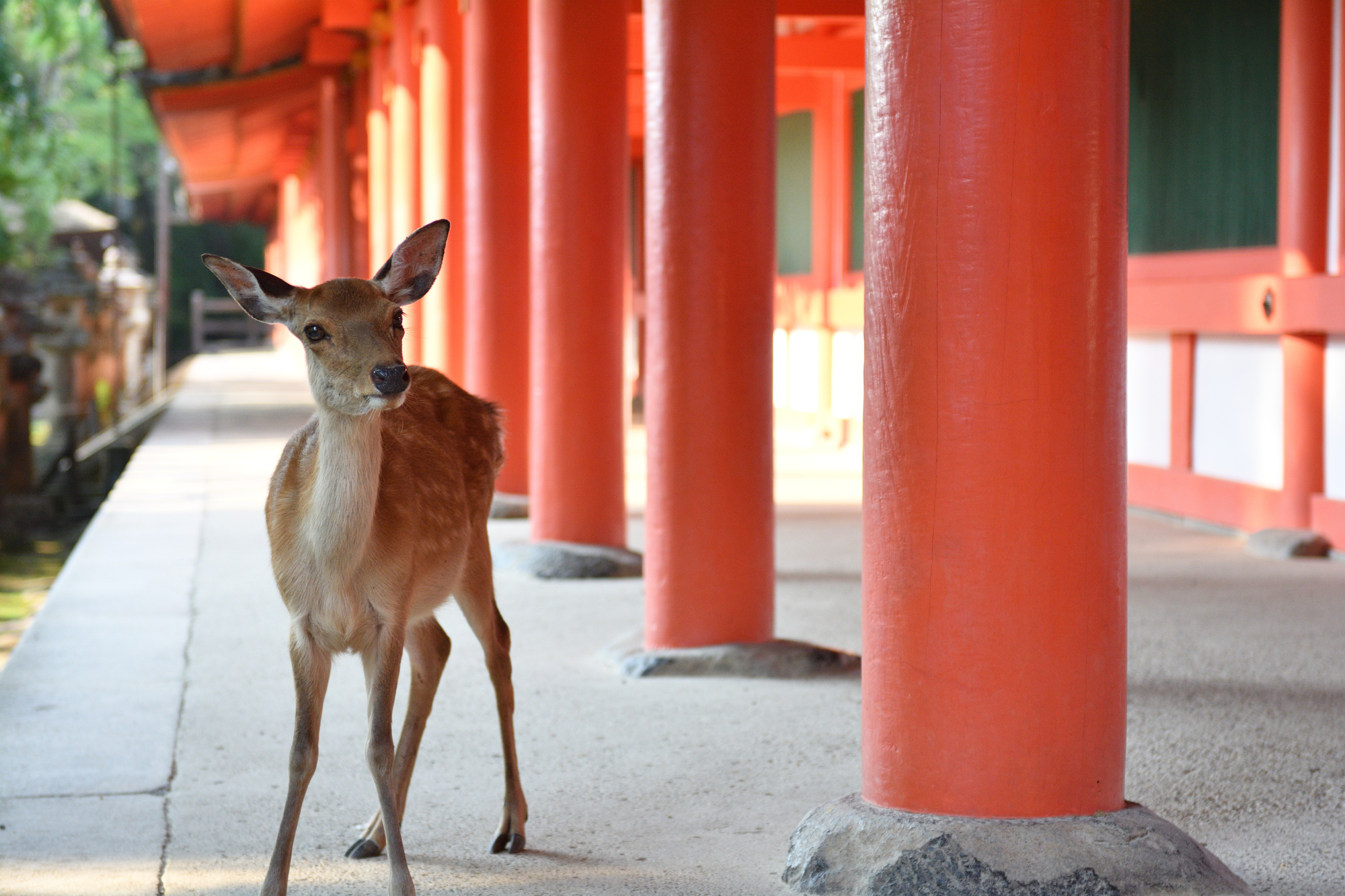 アメノカク