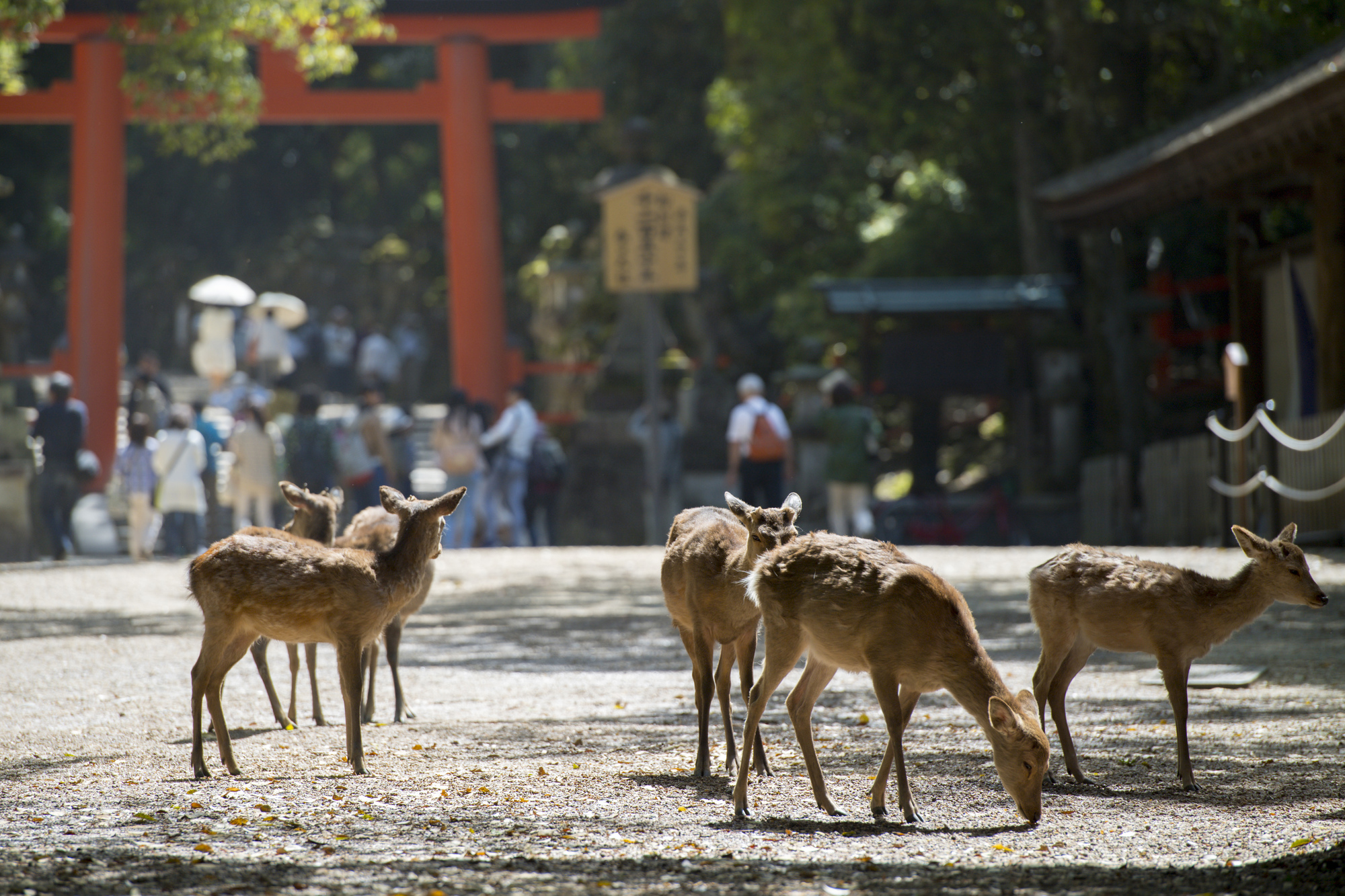 鹿の姿をしたアマテラスの使いーアメノカク 國學院大學